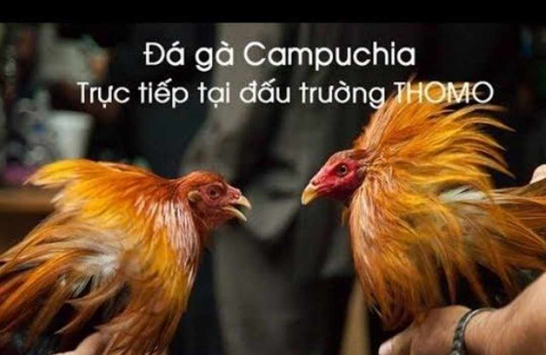 Đá gà Campuchia là gì?